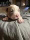 American Pit Bull Terrier Puppies for sale in Odessa, TX, USA. price: NA