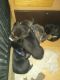 American Pit Bull Terrier Puppies for sale in Moses Lake, WA 98837, USA. price: $200