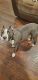 American Pit Bull Terrier Puppies for sale in Tuscaloosa, AL, USA. price: NA