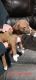 American Pit Bull Terrier Puppies for sale in Elkhart, IN, USA. price: $500