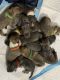 American Pit Bull Terrier Puppies for sale in New Britain, CT, USA. price: NA