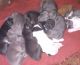 American Pit Bull Terrier Puppies for sale in Baker, LA 70714, USA. price: $15,000