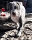 American Pit Bull Terrier Puppies for sale in Alafaya, FL 32825, USA. price: NA