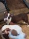 American Pit Bull Terrier Puppies for sale in La Marque, TX, USA. price: $100