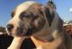 American Pit Bull Terrier Puppies for sale in Antioch, CA, USA. price: $200