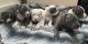 American Pit Bull Terrier Puppies for sale in Miami, FL, USA. price: $700