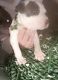 American Pit Bull Terrier Puppies for sale in Sandusky, OH 44870, USA. price: $500