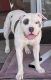 American Pit Bull Terrier Puppies for sale in Ilimano St, Kailua, HI 96734, USA. price: $500