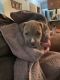 American Pit Bull Terrier Puppies for sale in Minneapolis, MN, USA. price: $600