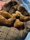American Pit Bull Terrier Puppies for sale in Cincinnati, OH, USA. price: $250