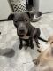 American Pit Bull Terrier Puppies for sale in Naugatuck, CT 06770, USA. price: $500