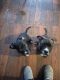 American Pit Bull Terrier Puppies for sale in Mishawaka, IN, USA. price: NA