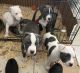 American Pit Bull Terrier Puppies for sale in Miami, FL, USA. price: $400