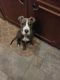 American Pit Bull Terrier Puppies for sale in La Plata, MD 20646, USA. price: NA