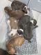 American Pit Bull Terrier Puppies for sale in Philadelphia, PA, USA. price: $600