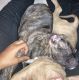 American Pit Bull Terrier Puppies for sale in Denver, CO, USA. price: $400