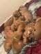 American Pit Bull Terrier Puppies for sale in McGuire AFB, NJ, USA. price: NA