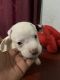 American Pit Bull Terrier Puppies for sale in Miami, FL, USA. price: $150