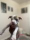 American Pit Bull Terrier Puppies for sale in Cleveland, OH, USA. price: $300