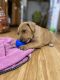 American Pit Bull Terrier Puppies for sale in Garner, NC, USA. price: NA