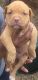 American Pit Bull Terrier Puppies for sale in Dothan, AL, USA. price: NA