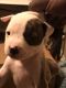 American Pit Bull Terrier Puppies for sale in North Memphis, Memphis, TN, USA. price: $200
