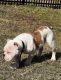 American Pit Bull Terrier Puppies for sale in Melbourne, FL, USA. price: NA