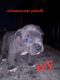 American Pit Bull Terrier Puppies for sale in Idabel, OK 74745, USA. price: NA