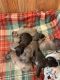 American Pit Bull Terrier Puppies for sale in Connellsville, PA 15425, USA. price: $650