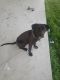 American Pit Bull Terrier Puppies for sale in San Marcos, TX, USA. price: NA