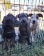 American Pit Bull Terrier Puppies for sale in Peoria, AZ, USA. price: $150