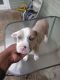 American Pit Bull Terrier Puppies for sale in 149 Rosalie Dr, Westwego, LA 70094, USA. price: NA