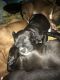 American Pit Bull Terrier Puppies for sale in 4590 N La Cholla Blvd, Tucson, AZ 85705, USA. price: NA