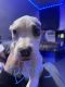American Pit Bull Terrier Puppies for sale in Bridgeton, NJ 08302, USA. price: $350