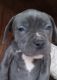 American Pit Bull Terrier Puppies for sale in Waldron, AR 72958, USA. price: NA