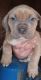 American Pit Bull Terrier Puppies for sale in Waldron, AR 72958, USA. price: $175