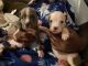 American Pit Bull Terrier Puppies for sale in St. Louis, MO, USA. price: $600