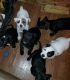 American Pit Bull Terrier Puppies for sale in Sulphur Springs, TX 75482, USA. price: $100