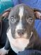 American Pit Bull Terrier Puppies for sale in Spring Valley, CA, USA. price: NA