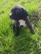 American Pit Bull Terrier Puppies for sale in Spring Valley, CA, USA. price: $300