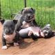 American Pit Bull Terrier Puppies for sale in Elk Grove Village, IL 60007, USA. price: NA