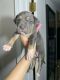 American Pit Bull Terrier Puppies for sale in New Britain, CT, USA. price: $500