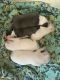 American Pit Bull Terrier Puppies for sale in Grand Rapids, MI, USA. price: $550