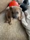 American Pit Bull Terrier Puppies for sale in Milwaukee, WI, USA. price: $400
