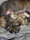 American Pit Bull Terrier Puppies for sale in Fridley, MN, USA. price: NA