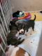 American Pit Bull Terrier Puppies for sale in Spring Hill, FL 34608, USA. price: NA