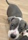 American Pit Bull Terrier Puppies for sale in Aurora, CO, USA. price: $1,100