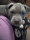 American Pit Bull Terrier Puppies for sale in San Gabriel, CA, USA. price: $200