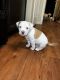 American Pit Bull Terrier Puppies for sale in Katy, TX, USA. price: $550