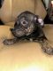 American Pit Bull Terrier Puppies for sale in Dallas, TX, USA. price: $300